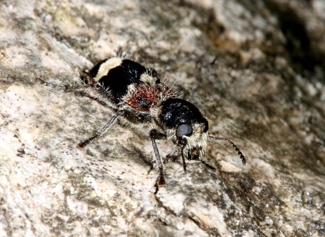 Clerus mutillarius - Copyright Denis Bourgeois